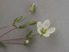 Sabulina californica