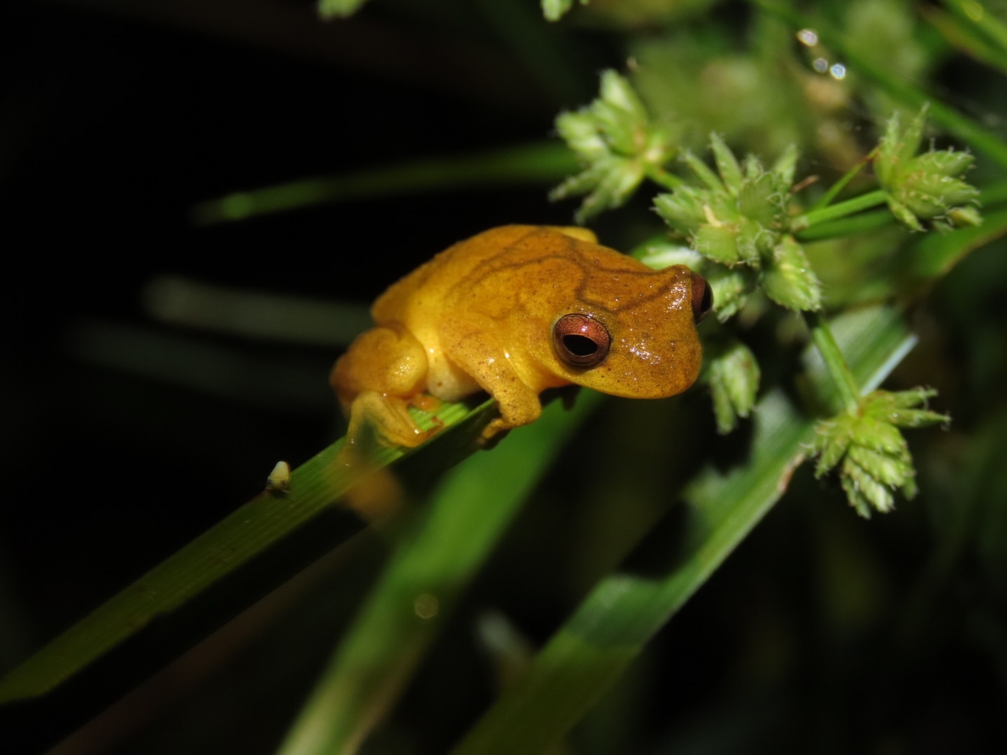 Dendropsophus jamesi