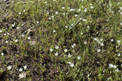 Sabulina californica
