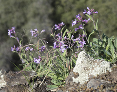 Boechera breweri shastaensis