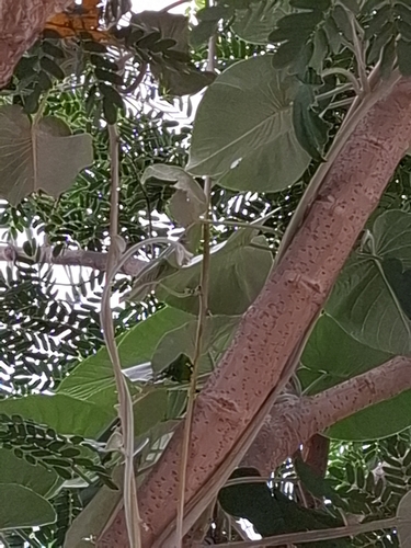 elephant creeper (Argyreia nervosa)