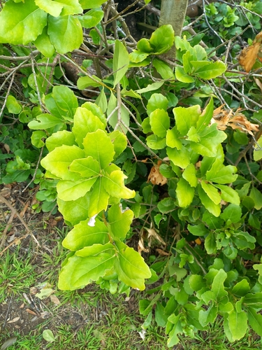 Coastal Māhoe (Melicytus novae)