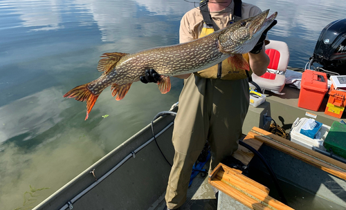 iNaturalist observation photo of Northern Pike