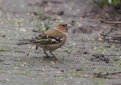 Fringilla coelebs