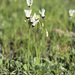 Primula clevelandii - Photo (c) Todd Ramsden, algunos derechos reservados (CC BY-NC)