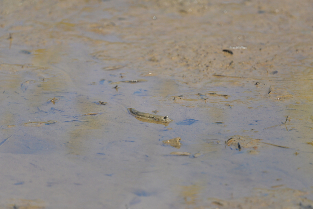 Great blue spotted mudskipper (Boleophthalmus pectinirostris) — Gobiidae