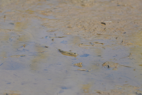 Great blue spotted mudskipper (Boleophthalmus pectinirostris) — Gobiidae