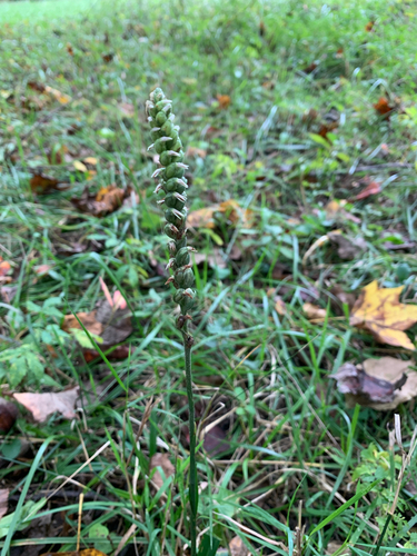 iNaturalist observation photo of Lesser Ladies' Tresses