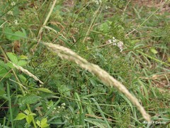 Chaerophyllum temulum