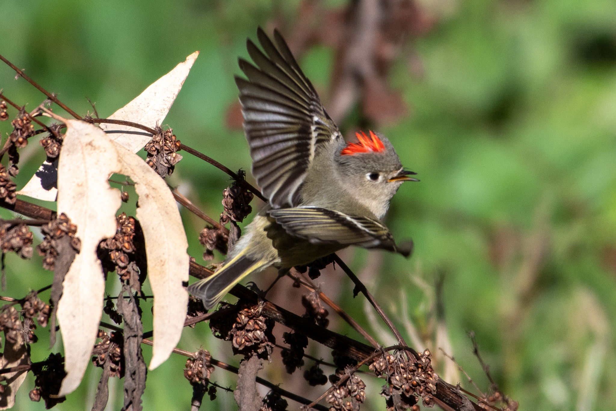 Ruby-crowned Kinglet (Corthylio calendula)