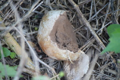 Scleroderma bovista