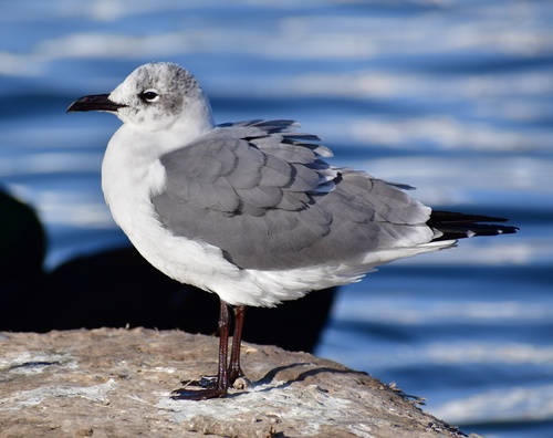 Gaviota reidora observed by danieljuarez