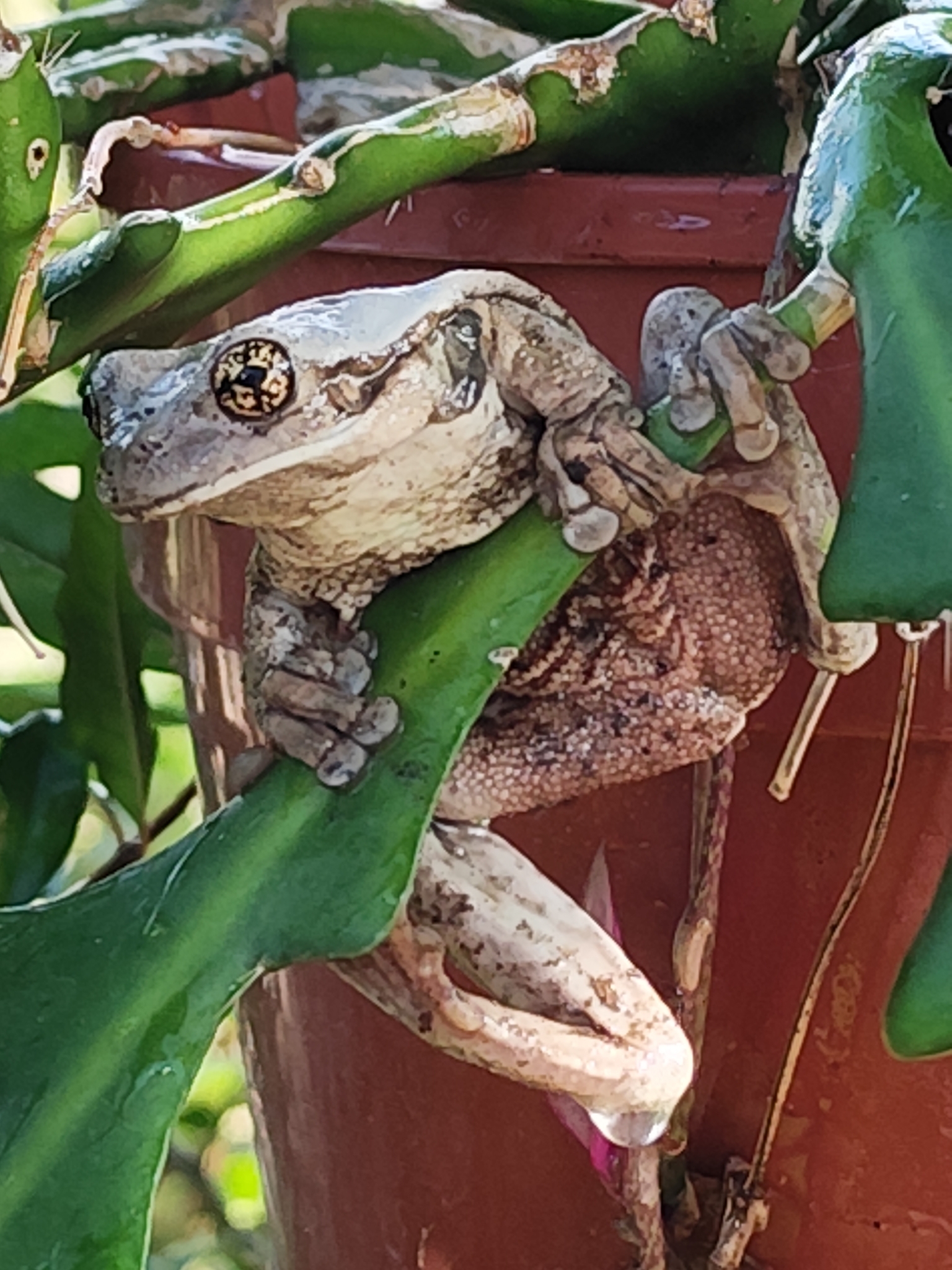 Chocoan Milk Frog photo 3