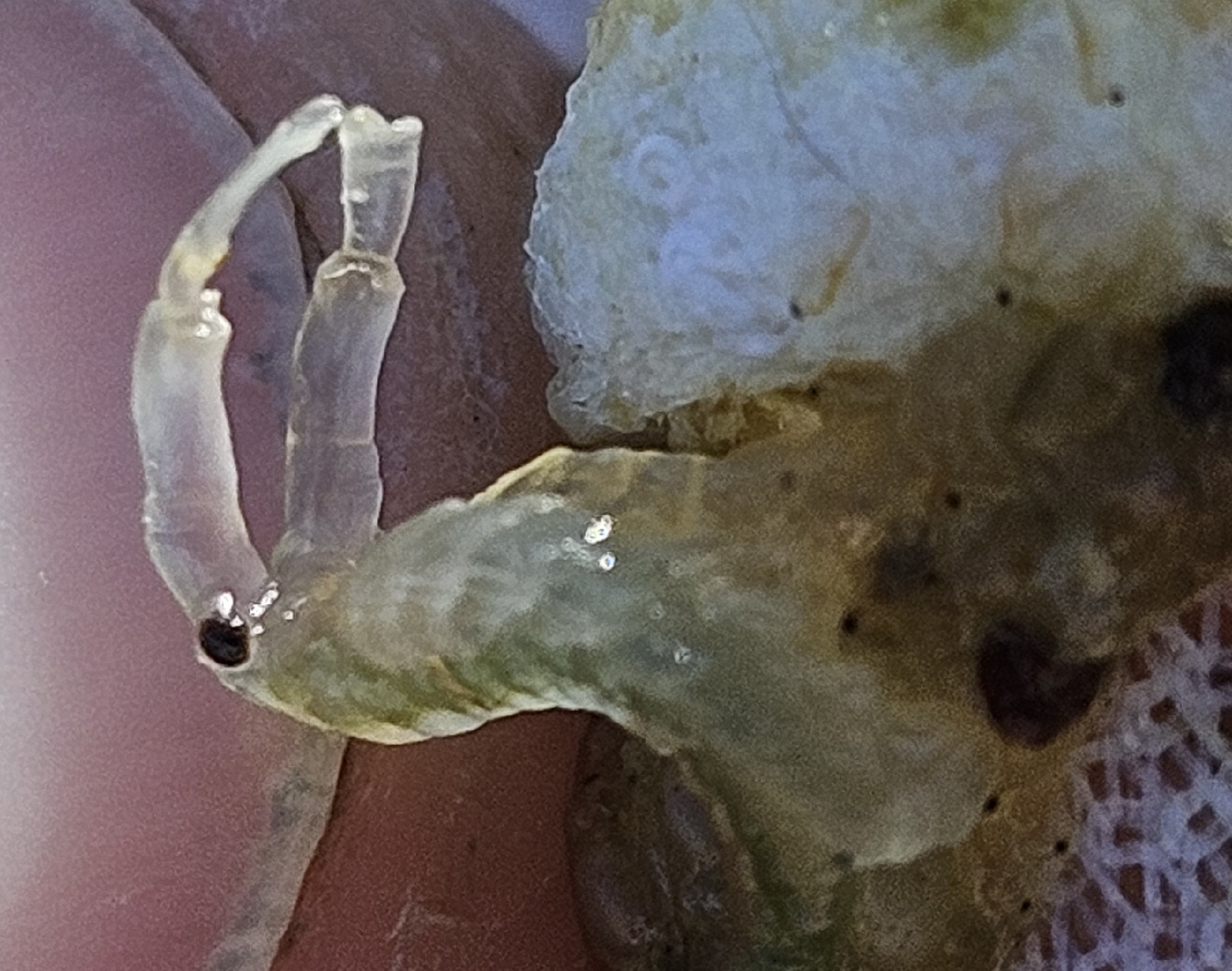 Branchinecta sandiegonensis Fugate, 1993
