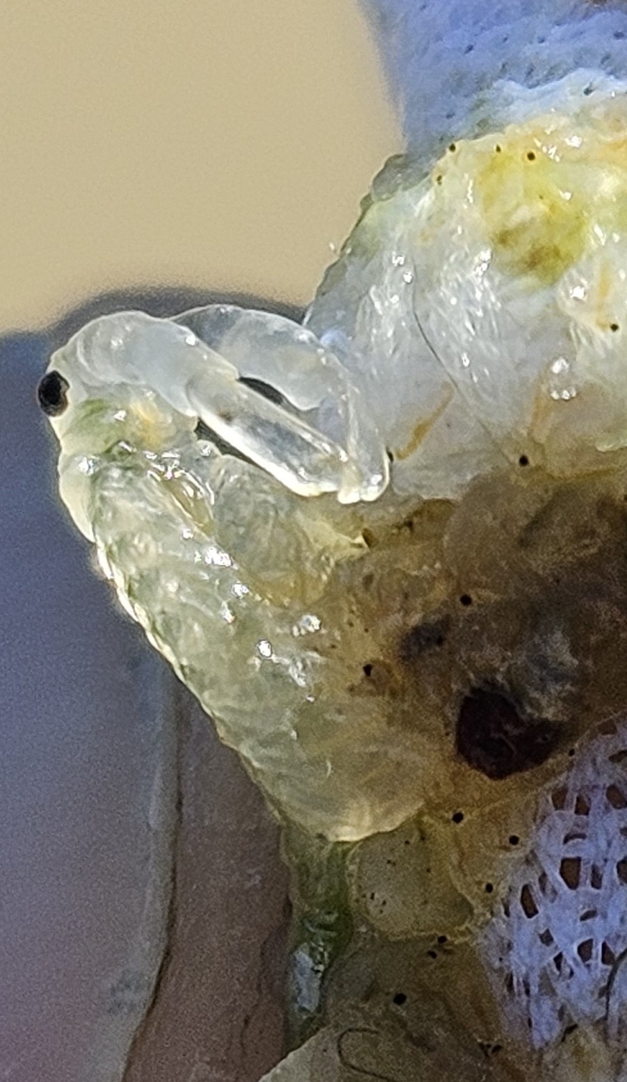 Branchinecta sandiegonensis Fugate, 1993