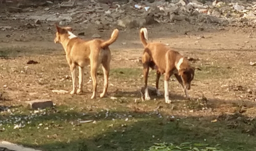 Domestic Dog observed by prof_bipasha_david_