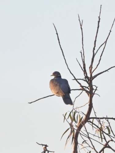 Band-tailed Pigeon observed by njjturner