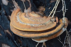 Ganoderma zonatum