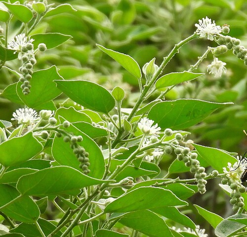 Pepperbush (Croton humilis)