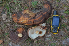Ganoderma zonatum