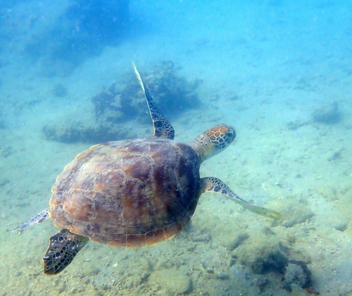 Tortue verte observed by momaz