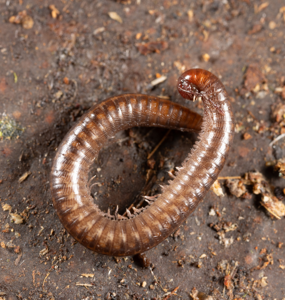 Prostemmiulus sulfurariae