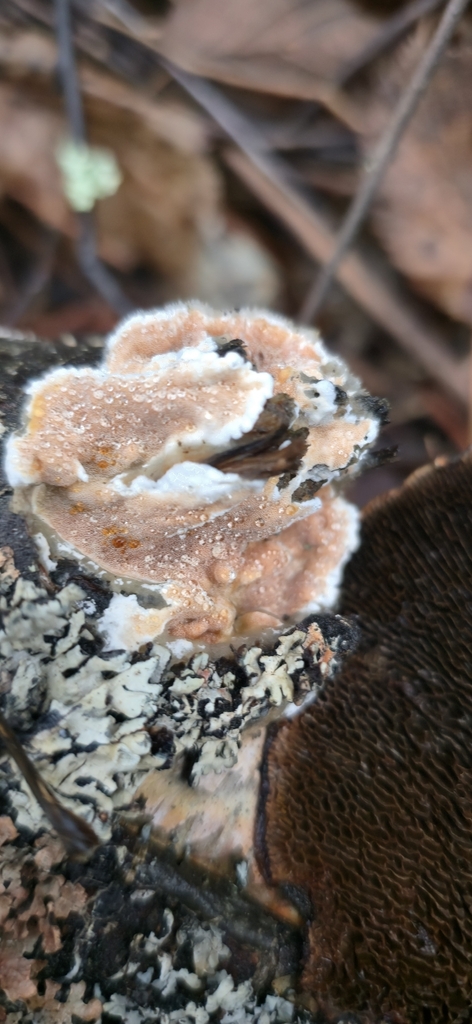 Gloeoporus dichrous · January 2026 · photo: © leannestacy (iNaturalist, cc0)