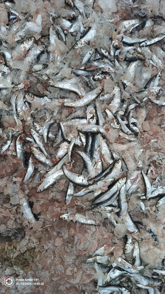 Atlantic herring (Clupea harengus) — Clupeidae