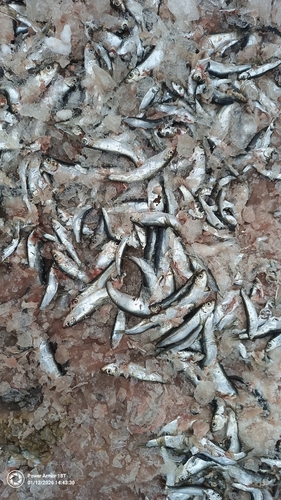 Atlantic herring (Clupea harengus) — Clupeidae