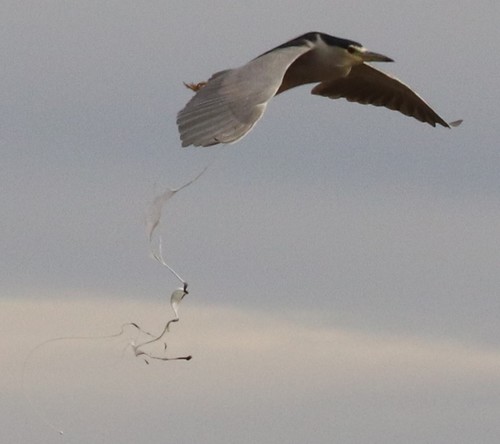Black-crowned Night Heron photographed in Texas
