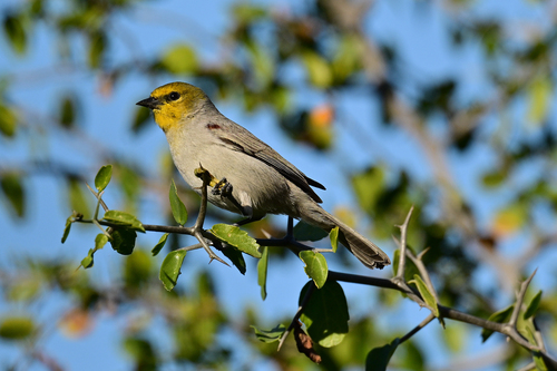 Verdin (Auriparus flaviceps), photo 2