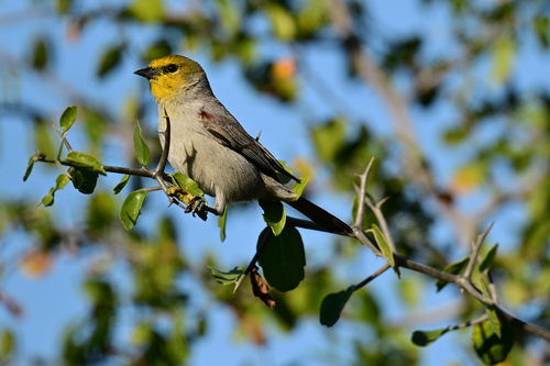 Verdin (Auriparus flaviceps), photo 3