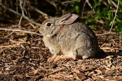 Desert Cottontail photographed in Arizona