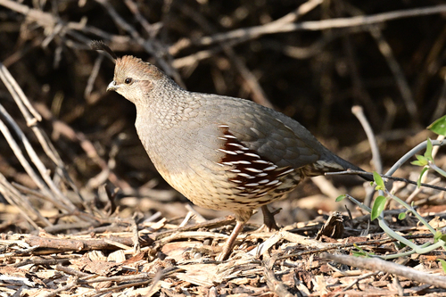 Gambel's Quail (Callipepla gambelii), photo 6