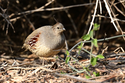 Gambel's Quail (Callipepla gambelii), photo 7
