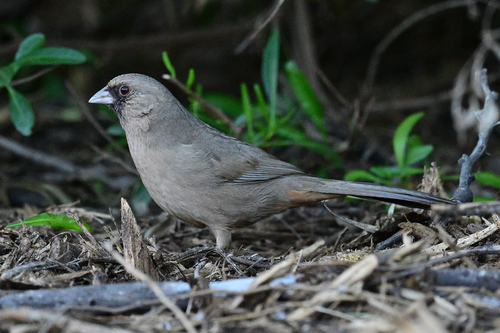Abert's Towhee (Melozone aberti)