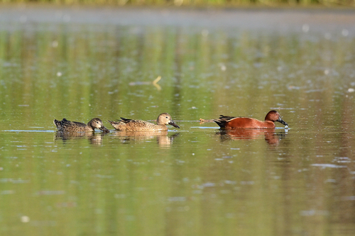Cinnamon Teal (Spatula cyanoptera), photo 7