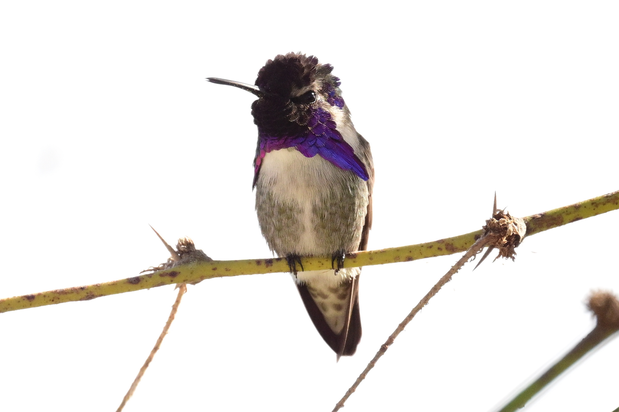Costa's Hummingbird (Calypte costae), photo 1