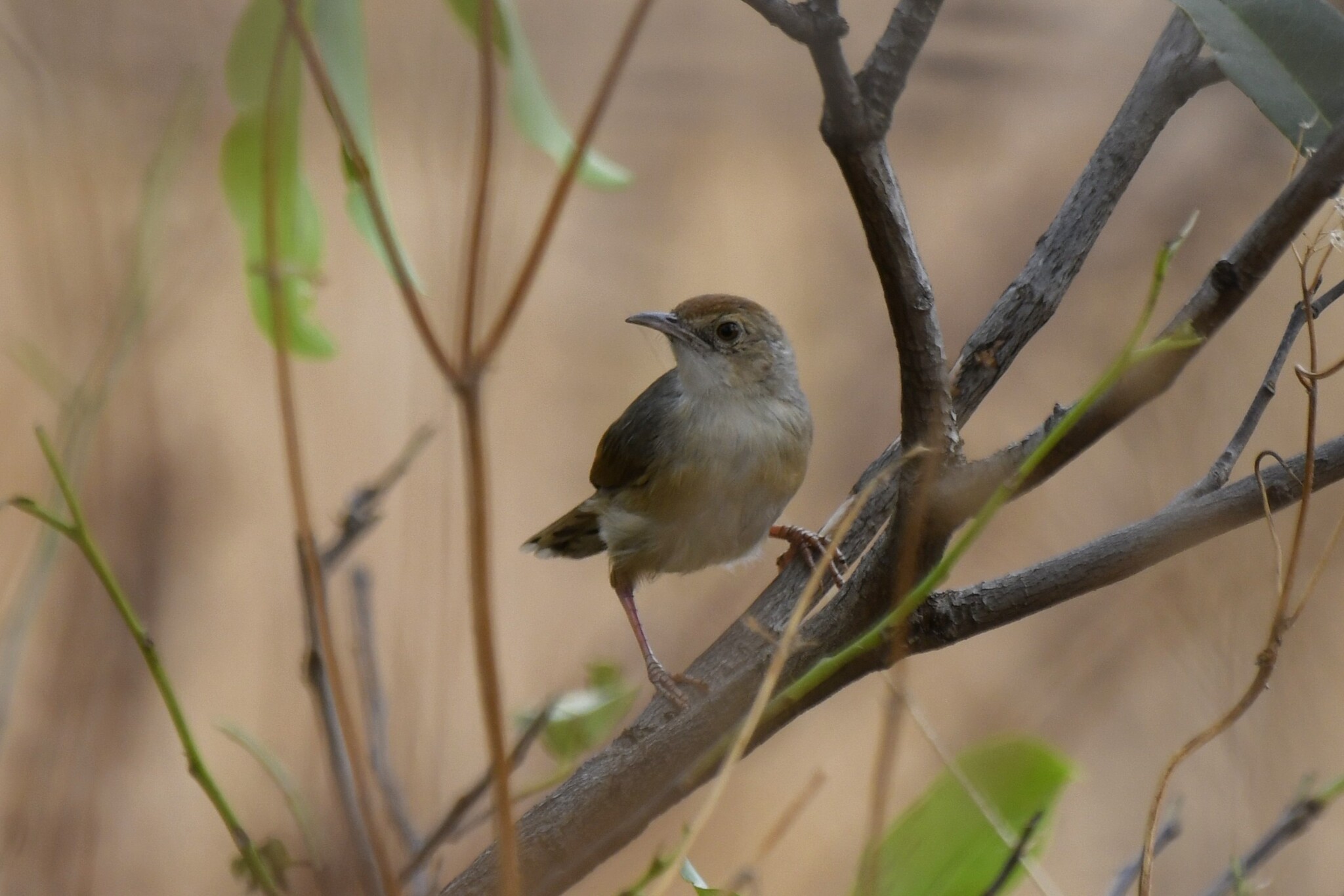 Singing Cisticola (Cisticola cantans), photo 2