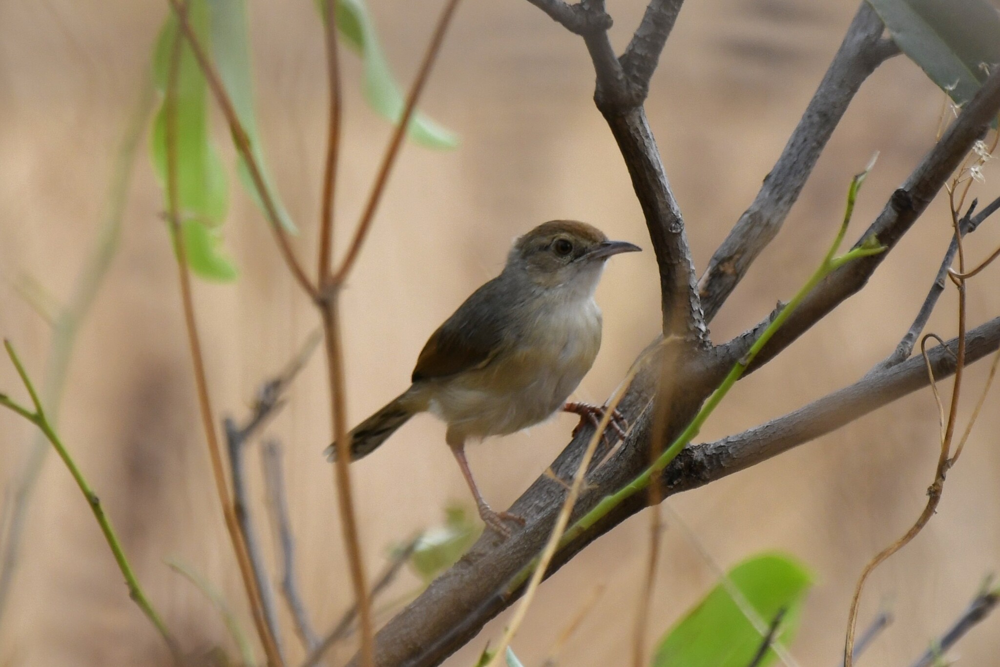 Singing Cisticola (Cisticola cantans), photo 10