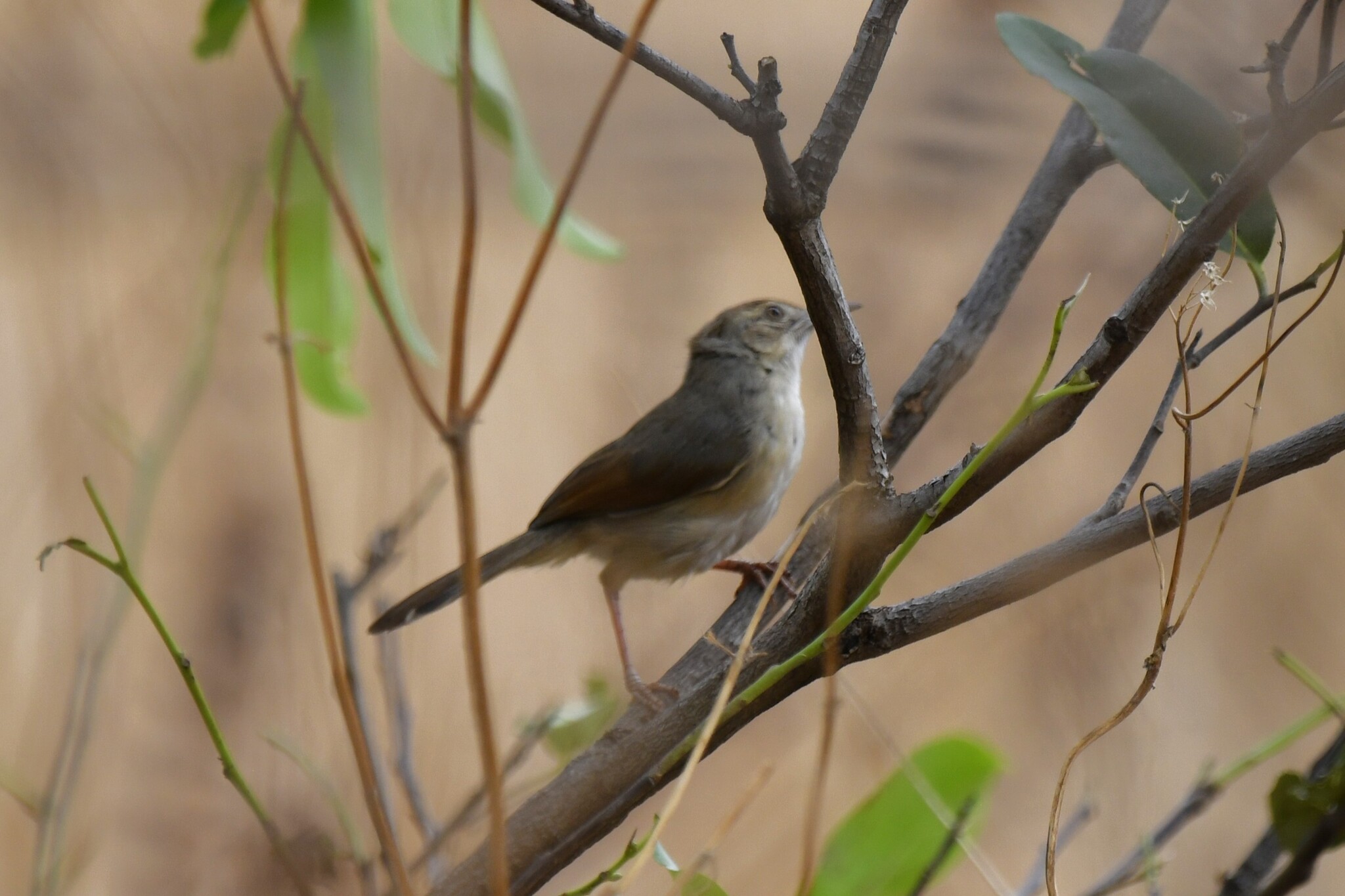 Singing Cisticola (Cisticola cantans), photo 9
