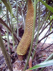 Ceratozamia