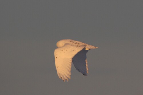 Snowy Owl