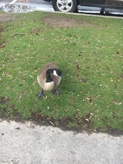 Branta canadensis