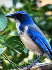 Aphelocoma californica