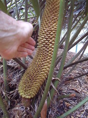 Ceratozamia