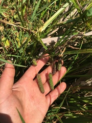 Carex lessoniana