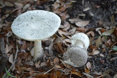 Amanita suballiacea