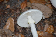 Amanita suballiacea