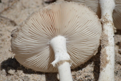 Amanita suballiacea